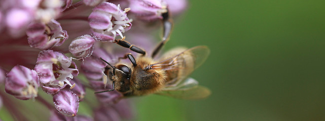 Abeille sur une fleur d'Allium