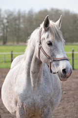 A close-up of a pregnant grey horse standing on a field, looking straight into camera, selective focus
