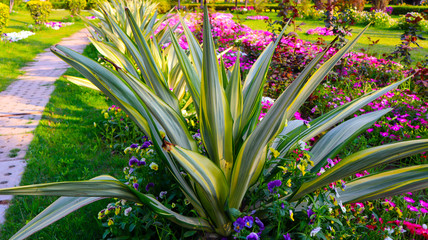 Obraz premium Green bouquet in garden