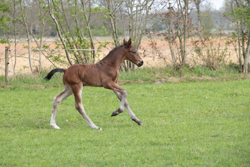 Cute small brown foal running in trot free in the field. Animal in motion