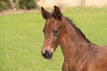 A close-up of a baby horse on grass background, foal is looking at camera