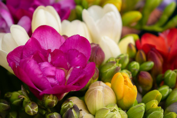 Close up of colorful Freesia in a flower shop in Sofia. 