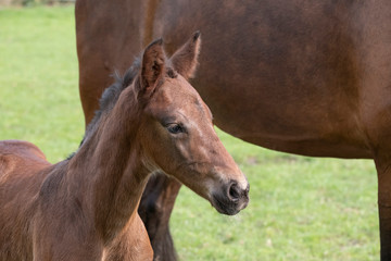 Fototapeta premium Close-up of a little just born brown horse standing next to the mother, during the day with a countryside landscape