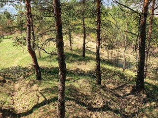 Landscape photography of wild forest