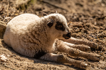 Fototapeta premium young sheep laying on the ground with muddy feet