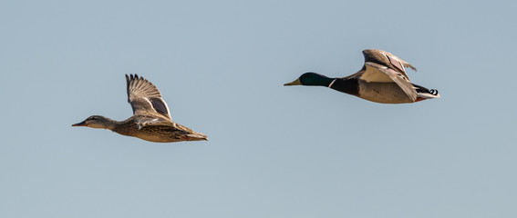 pair of wild ducks in flight from the side