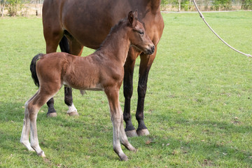 Obraz premium Close-up of a little just born brown horse standing next to the mother, during the day with a countryside landscape