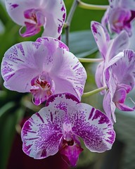 Fototapeta na wymiar Blossom orchid flower closeup