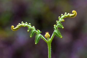 Flowers blooming in the forest
