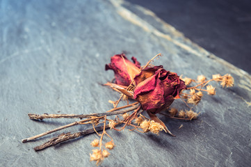 Closeup of Dry Rose Flower on Stone