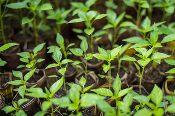 closeup of young chili plant