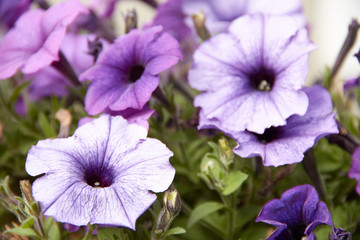 Obraz premium colourful petunia Petunia hybrida flowers Flowerbed with multicoloured petunias