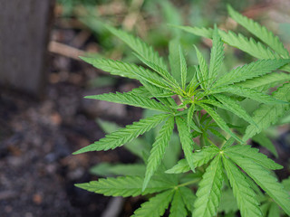 Close-up of marijuana plant growing at outdoor cannabis farm. Texture of marijuana leaves. Concept of cannabis plantation for medical.