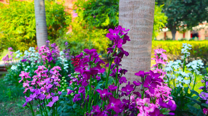 Purple and white flower in Park