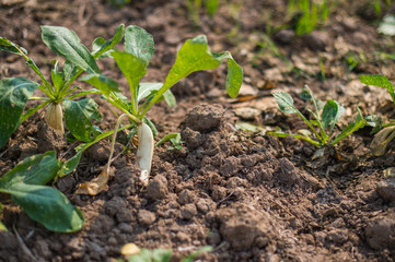 close up of white radish plant in soil