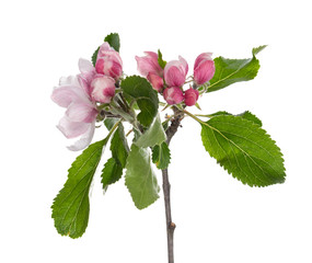Side view of pink apples blossom with green leaves branch, isolated on white background.