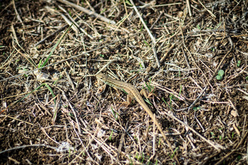 Little green lizard (Lacerta viridis) on bushes. Garden lizard in nature.