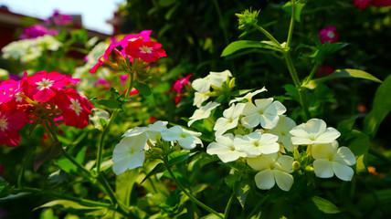 Pink flowers in garden