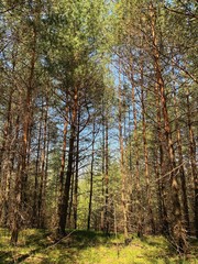 Landscape photography of wild forest