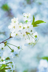 macro flower of a cherry