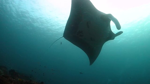 Oceanic manta swims and turns overhead