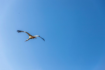 beautiful white storks fly to nest