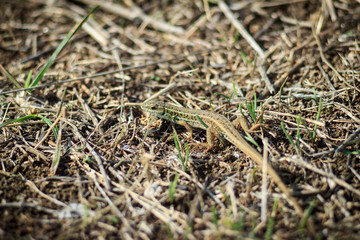 Little green lizard (Lacerta viridis) on bushes. Close up lizard in nature.