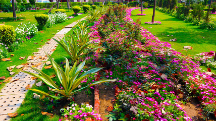 flowers in the garden