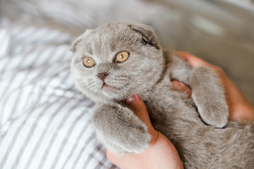 Scottish gray cat with big eyes in the hands.Scottish Fold Shorthair cat.