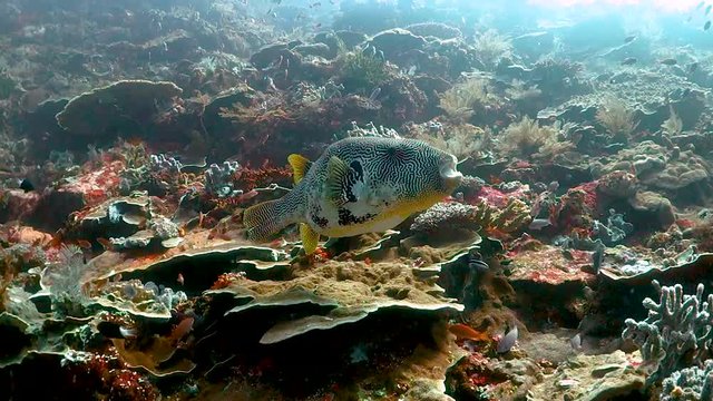 Pufferfish swimming over reef surrounded by small frish