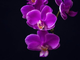 Fototapeta na wymiar Blossom orchid flower closeup