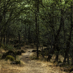 path in the forest