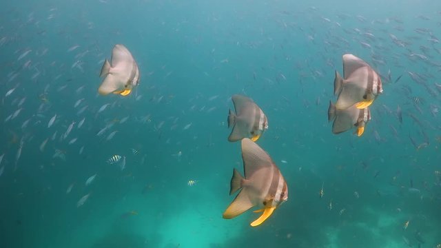 School of batfish swimming through school of small fish in shallow water