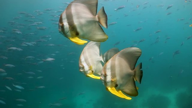 School of batfish swimming through school of small fish in shallow water