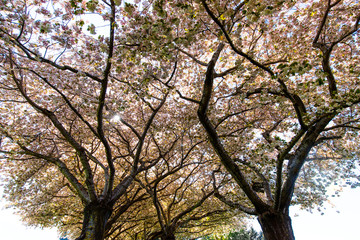 Beautiful Cherry Blossom Trees at Clark Community College in Vancouver WA