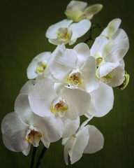 Naklejka na ściany i meble Orchid flowers closeup