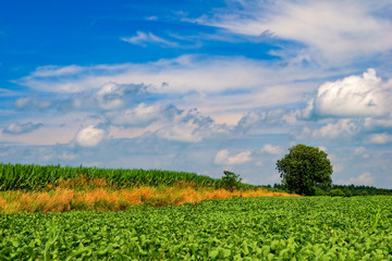 Yellow and green Field of soybeans
