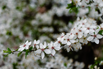 Spring apricots flowers background beautiful white branches of blooming apricots in the spring in the background blue sky. Apricot tree branch with flowers. Blooming tree branch with white flowers.