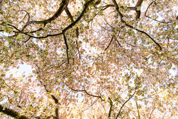 Beautiful Cherry Blossom Trees at Clark Community College in Vancouver WA