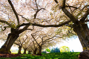 Beautiful Cherry Blossom Trees at Clark Community College in Vancouver WA