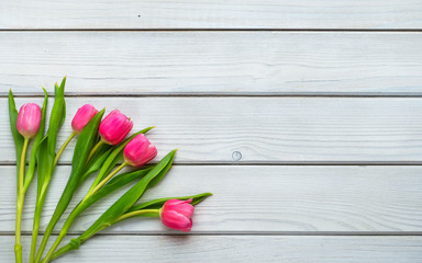 Holiday spring background. Colorful tulip flowers on white wooden backdrop.  Greeting card with copy space for Valentine's Day, Woman's Day and Mother's Day. Top view