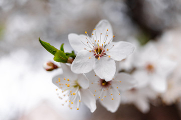 Spring apricots flowers background beautiful white branches of blooming apricots in the spring in the background blue sky. Apricot tree branch with flowers. Blooming tree branch with white flowers.