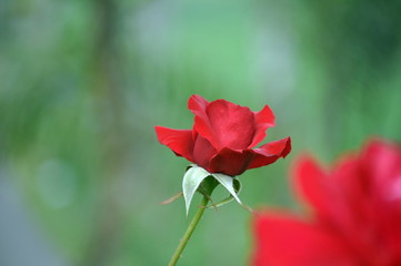 red rose in the garden