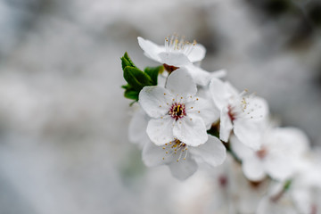 Spring apricots flowers background beautiful white branches of blooming apricots in the spring in the background blue sky. Apricot tree branch with flowers. Blooming tree branch with white flowers.