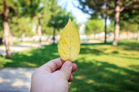 Man holding yellow leaf on hand. Green park, grass and trees on background. Autumnal concept.