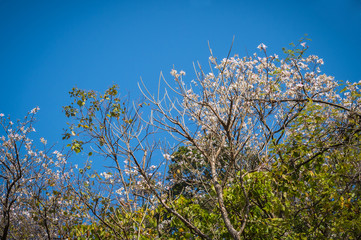 white flower on tree in natural park