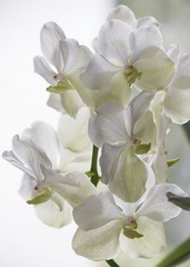 Fototapeta na wymiar Orchid flowers closeup