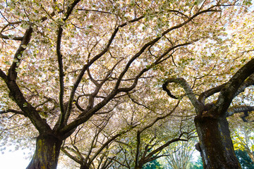 Beautiful Cherry Blossom Trees at Clark Community College in Vancouver WA