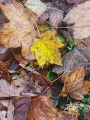 Photography of leaf detail