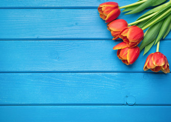 Holiday spring background. Colorful tulip flowers on blue wooden backdrop.  Greeting card with copy space for Valentine's Day, Woman's Day and Mother's Day. Top view